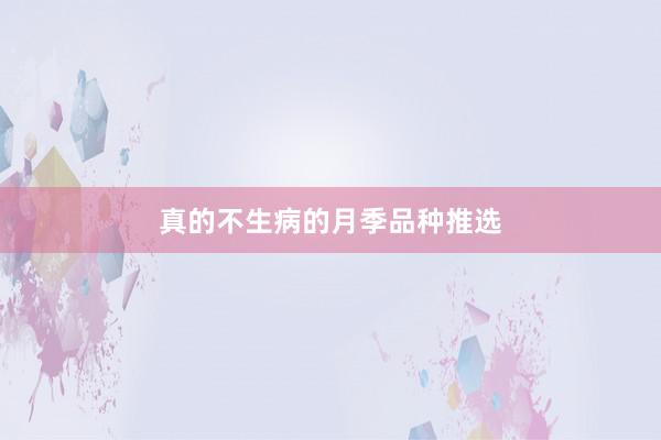 真的不生病的月季品种推选